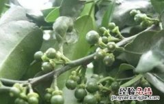 柑橘掉果是什么原因 柑橘落果怎么办