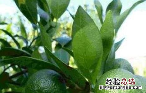 柑橘掉果是什么原因 柑橘落果怎么办