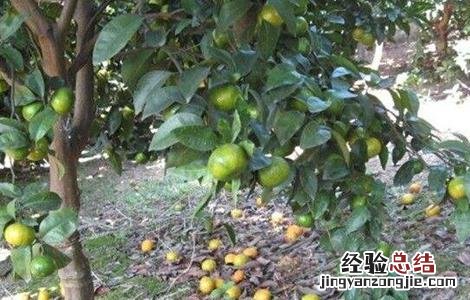 柑橘掉果是什么原因 柑橘落果怎么办