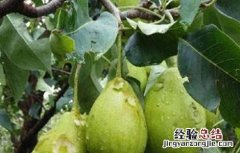 核桃烂果怎么办 核桃烂果怎么治