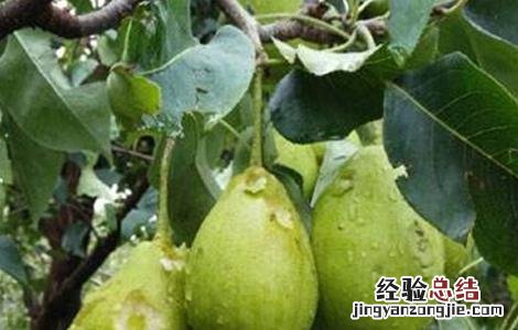 核桃烂果怎么办 核桃烂果怎么治