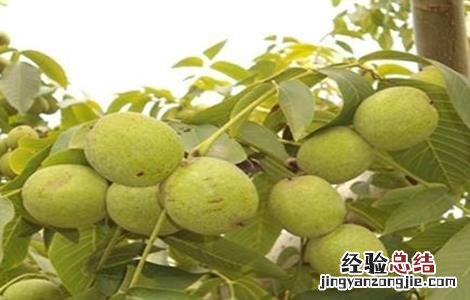 核桃烂果怎么办 核桃烂果怎么治