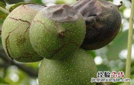 核桃烂果怎么办 核桃烂果怎么治