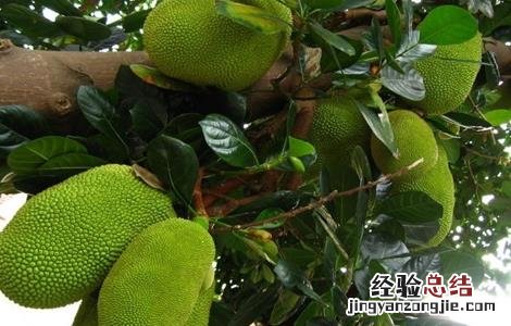 菠萝蜜该怎么种 菠萝蜜该怎么种才能发芽