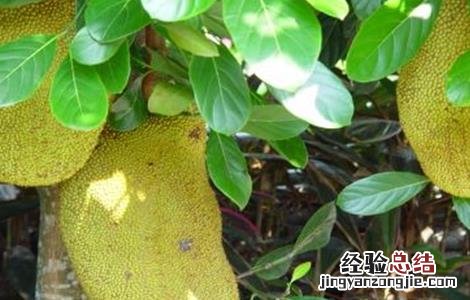 菠萝蜜该怎么种 菠萝蜜该怎么种才能发芽