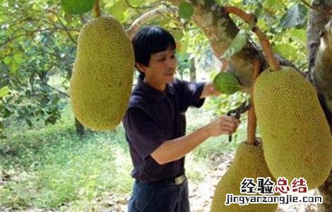菠萝蜜该怎么种 菠萝蜜该怎么种才能发芽