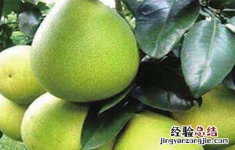蜜柚种植施肥管理技术方法 蜜柚如何施肥