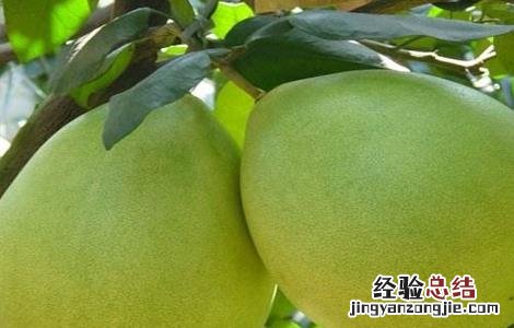 蜜柚种植施肥管理技术方法 蜜柚如何施肥