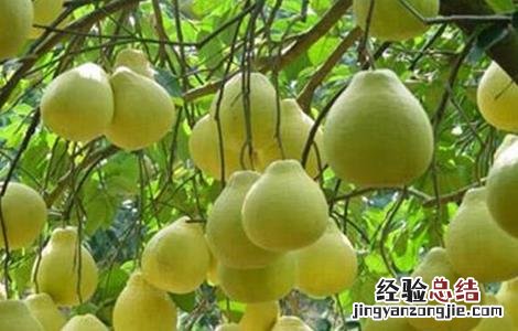 蜜柚种植施肥管理技术方法 蜜柚如何施肥