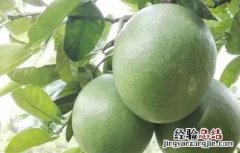 蜜柚种植施肥管理技术方法 蜜柚如何施肥