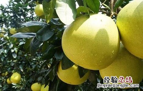 蜜柚种植施肥管理技术方法 蜜柚如何施肥