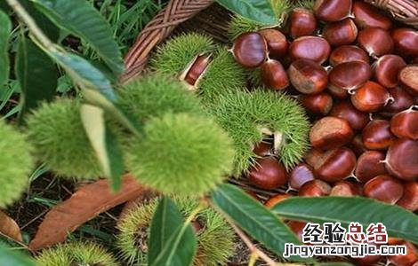 板栗坐果率低的原因及提高坐果率的措施