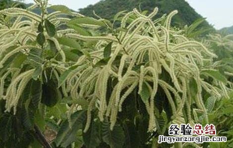 板栗坐果率低的原因及提高坐果率的措施
