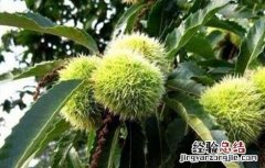 板栗坐果率低的原因及提高坐果率的措施