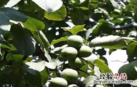 核桃空了是什么原因 核桃空苞的原因及预防方法