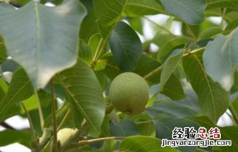 核桃空了是什么原因 核桃空苞的原因及预防方法