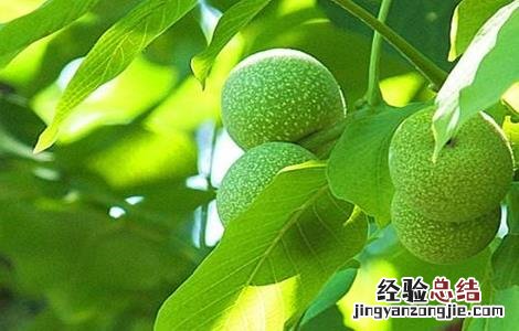 核桃空了是什么原因 核桃空苞的原因及预防方法