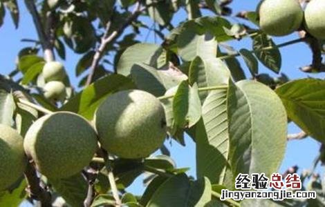 核桃空了是什么原因 核桃空苞的原因及预防方法