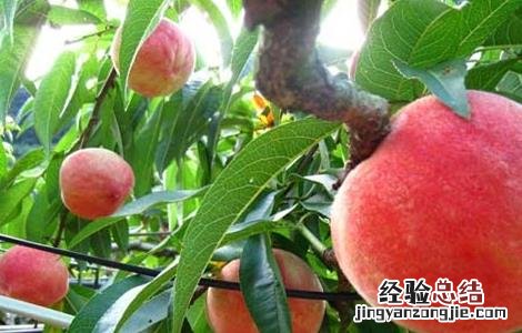 如何种植桃树 如何种植桃树种子