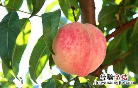 如何种植桃树 如何种植桃树种子