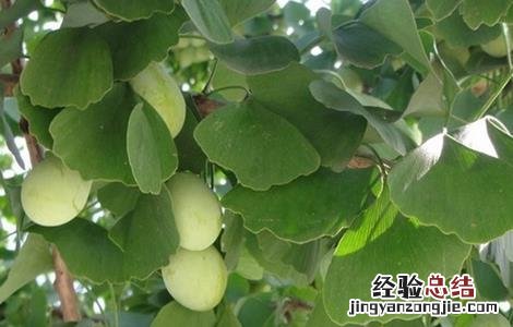 银杏种植的注意事项有哪些 银杏种植的注意事项