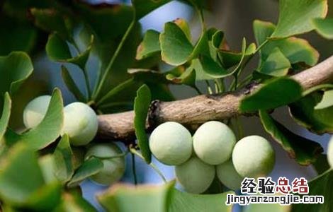 银杏种植的注意事项有哪些 银杏种植的注意事项