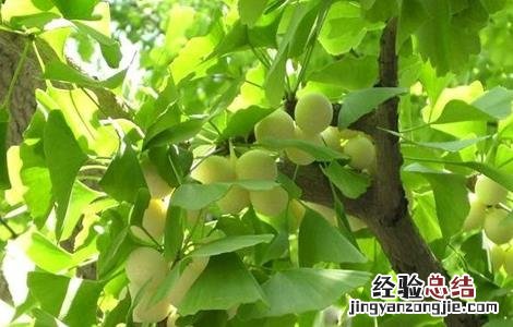 银杏种植的注意事项有哪些 银杏种植的注意事项