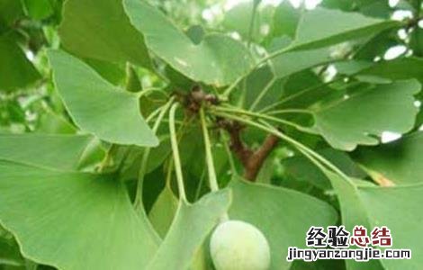银杏种植的注意事项有哪些 银杏种植的注意事项