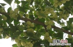 银杏种植的注意事项有哪些 银杏种植的注意事项