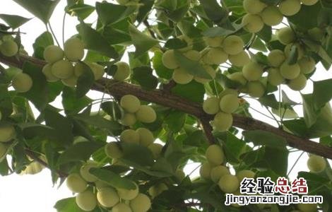 银杏种植的注意事项有哪些 银杏种植的注意事项