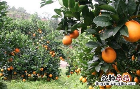 橙子怎么种好 橙子怎么种好看
