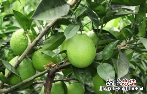 橙子怎么种好 橙子怎么种好看