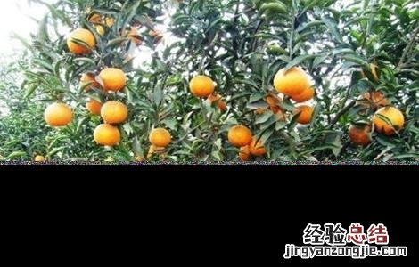 橙子怎么种好 橙子怎么种好看