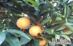 橙子怎么种好 橙子怎么种好看