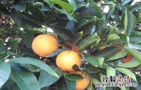 橙子怎么种好 橙子怎么种好看