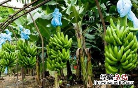 香蕉高产种植技术与管理 香蕉高产种植技术