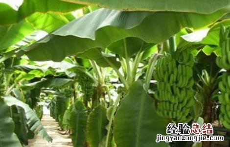 香蕉高产种植技术与管理 香蕉高产种植技术