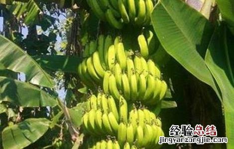 香蕉高产种植技术与管理 香蕉高产种植技术