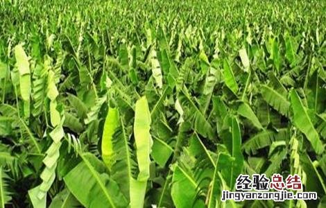 香蕉高产种植技术与管理 香蕉高产种植技术