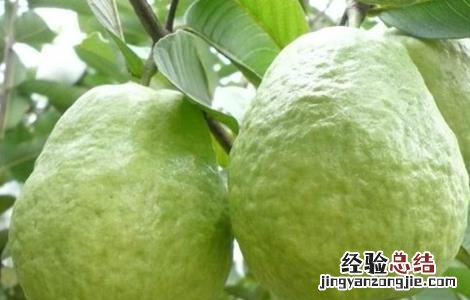 芭乐种植需要注意什么 芭乐种植需要注意什么细节