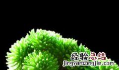 家里养球松好吗 球松可以放卧室吗