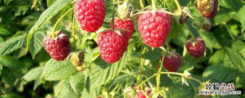 树莓苗怎么种植方法 树莓苗怎么种植