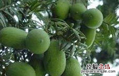 香榧的管理养护技术与管理 香榧的管理养护技术