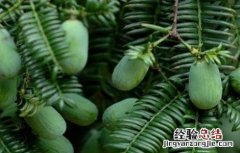 香榧的管理养护技术与管理 香榧的管理养护技术