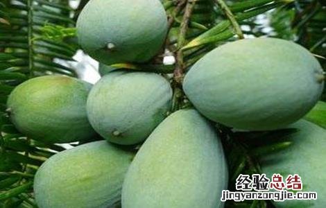 香榧的管理养护技术与管理 香榧的管理养护技术