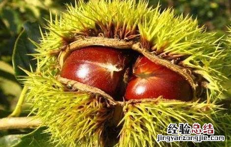 种植板栗的注意事项和要求 种植板栗的注意事项
