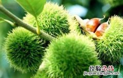 种植板栗的注意事项和要求 种植板栗的注意事项