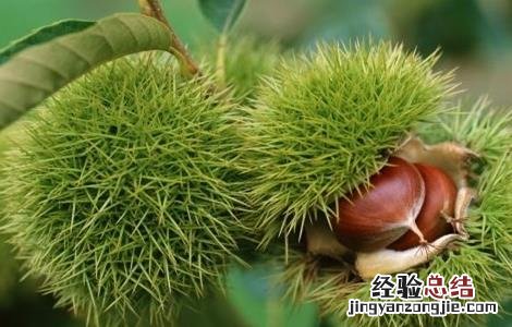 种植板栗的注意事项和要求 种植板栗的注意事项