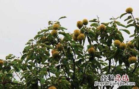 板栗的主要病虫害 板栗的常见病虫害及防治