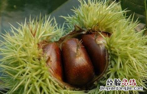 板栗的主要病虫害 板栗的常见病虫害及防治